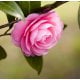 Camellia Seed Carrier Oil - RBD - Verified by ECOCERT / Cosmos Approved