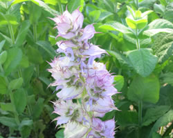 Clary Sage Essential Oil (France)