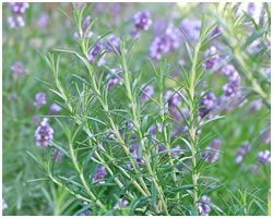 Rosemary Essential Oil – ct Cineole (Hungary)